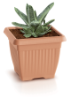 Terra_DKWT_R624_roslina.png