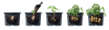Potato_Grower_IZIE_tech.png