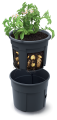 Potato_Grower_IZIE400_roslina.png