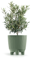 Ryfo_N_DRFN_5615C_roslina.png