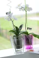 Coubi_Orchid_DUOW_P_aranz_02.webp