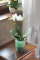 Coubi_Orchid_DUOW_T_CG55G_aranz.webp
