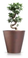 Tubus_Corten_DTUB_C_7601U_roslina_01.webp