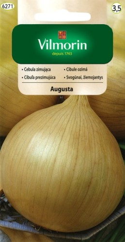 cebula-augusta.jpg