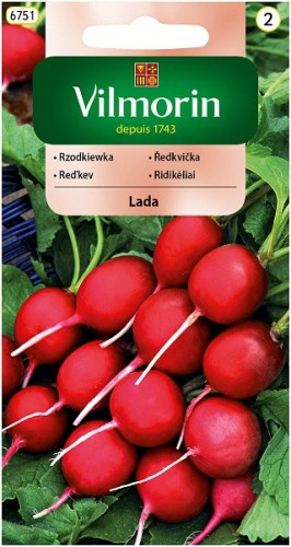rzodkiewka-lada.jpg