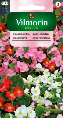 begonia-stale-kwitnaca.jpg