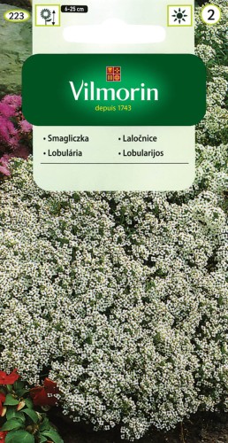 smagliczka-nadmorska-schneeteppich-biala.jpg