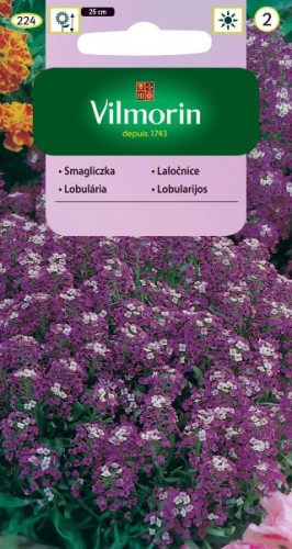 smagliczka-nadmorska-liliowa.jpg