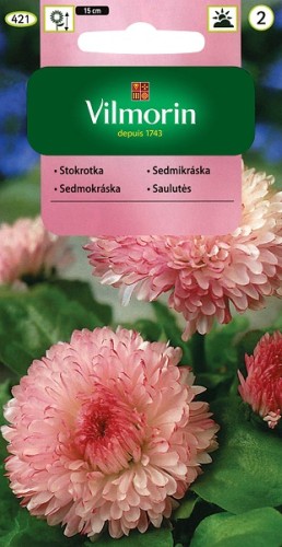 stokrotka-olbrzymia-maria.jpg