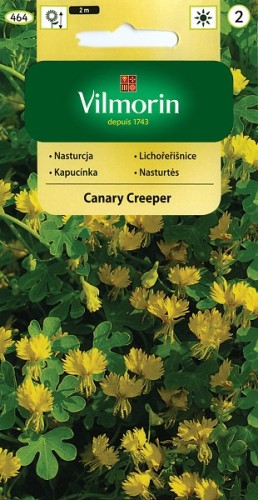 nasturcja-pnaca-canary-creeper.jpg
