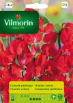 Groszek pachnący czerwony 2g Vilmorin Garden
